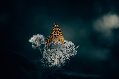 棕色和黑色蝴蝶栖息在白色的花在选择性聚焦摄影
